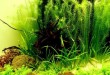 Nano Aquarium Pflanzen Set