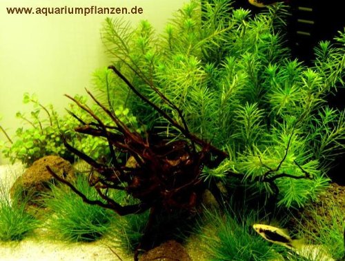Nano Aquarium Pflanzen Set nanoaquariumkaufen.de